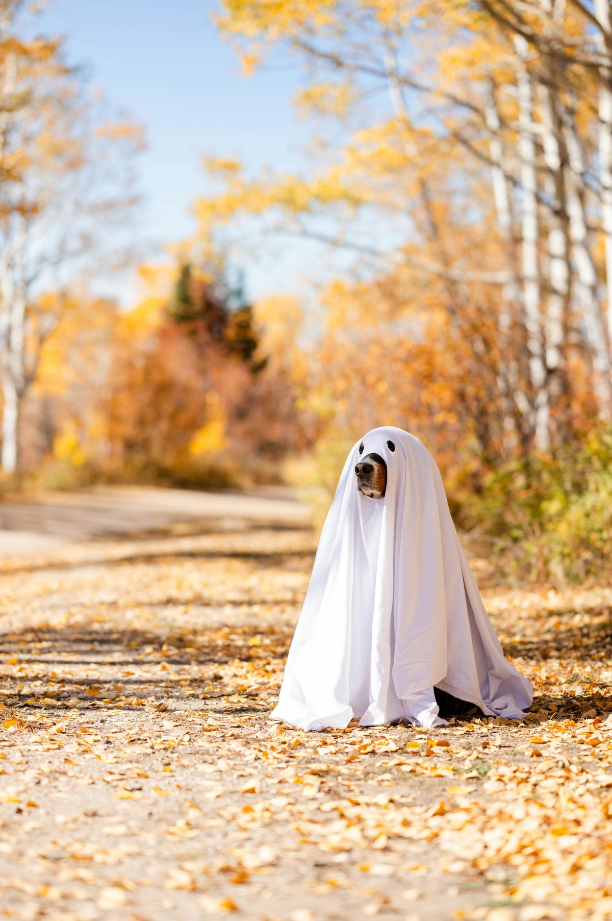 Halloween Costumes