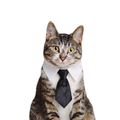 The Bow Tie Collar